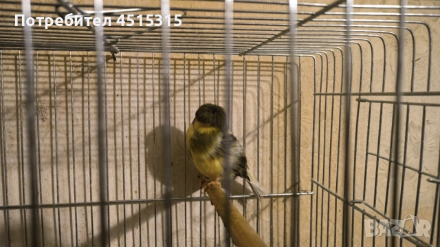 Last 2 Gloster males !, снимка 3 - Канари - 53444578