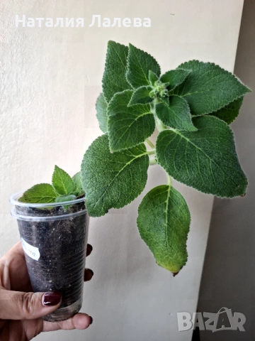 Колерия Марта, Kohleria Ni`s Marta, снимка 4 - Стайни растения - 53409654