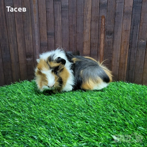 Морски свинчета