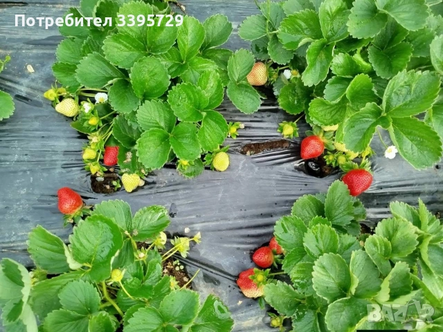 разсад за ягоди записвам за края на февруари цена 025€, снимка 8 - Разсади - 53407757