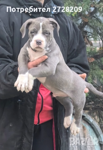 Американско Були Хл/American Bully XL , снимка 4 - Питбул - 52325603