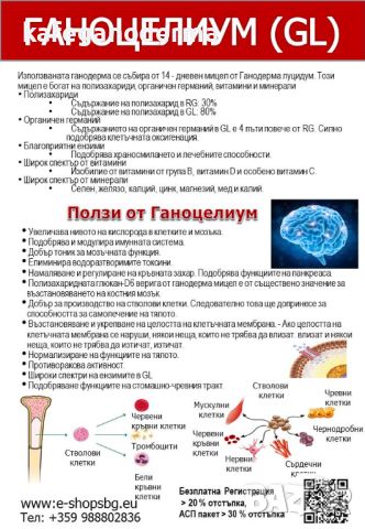 Млада гъба рейши (GL) 30 капсули, снимка 2 - Хранителни добавки - 27434645