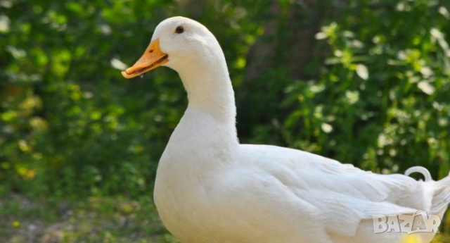 оплодени Яйца ЮРДЕЧКИ -ПАТИЦИ -ГЪСКИ -Разплодни яйца за люпене от Патки породата бяла Московска., снимка 12 - Кокошки и пуйки - 54196584