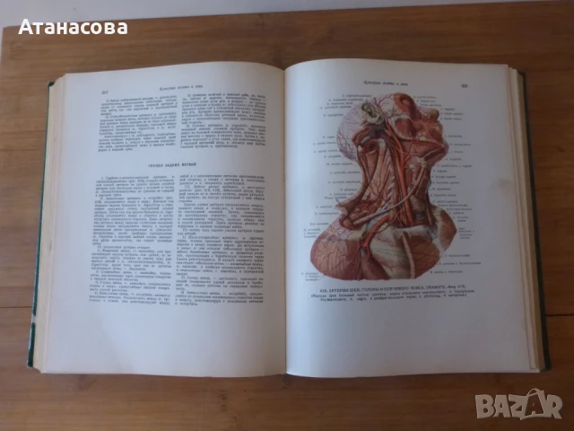 Атлас Анатомия на човека том 2 Синелников, снимка 7 - Енциклопедии, справочници - 50787735