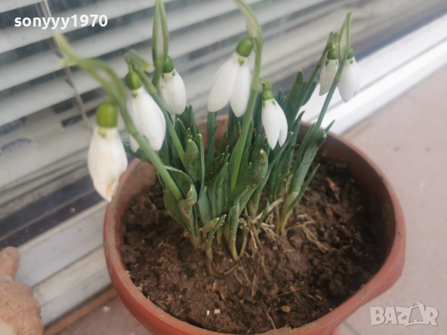 ЛОТ ОТ КОКИЧЕТА-ГРЪМ В САКСИЯ И ЛУКОВИЦИ 0702261803