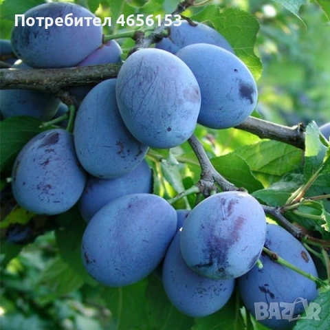 ФИДАНКИ за засаждане: КАЙСИИ , СЛИВИ , ЧЕРЕШИ, БАДЕМИ, ПРАСКОВИ , снимка 7 - Разсади - 54188530