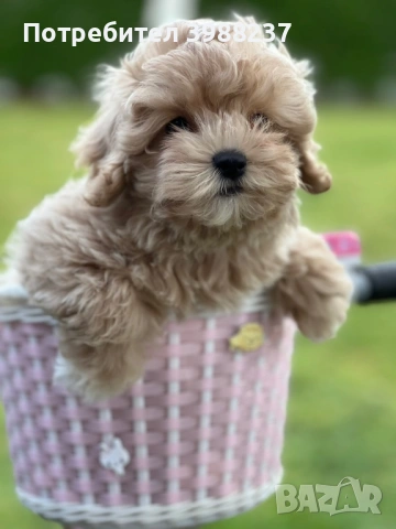 Малтипу момче