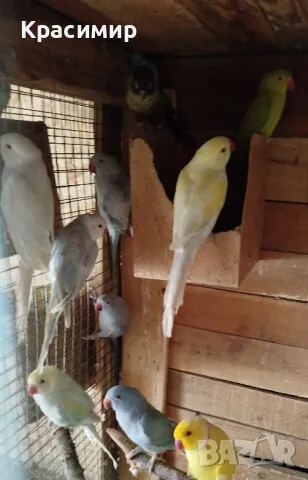 различни видове птици, снимка 1