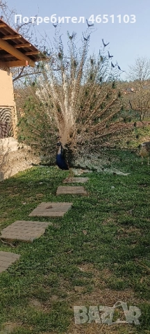 Черен петък ,пауни - арлекин, снимка 6 - други­ - 52416398