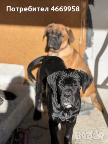 Кане Корсо, снимка 3 - Кане корсо - 52669037