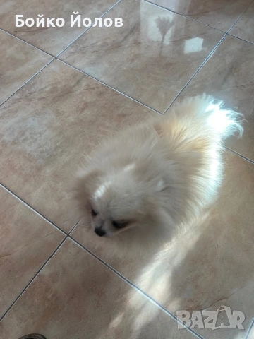 Продавам померан на 4 години некастриран, снимка 2 - Померан - 53657483