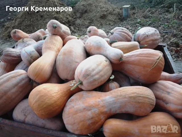 Продавам тикви цигулки, снимка 1 - Домашни продукти - 48066556