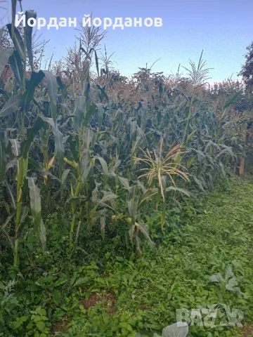 Продавам бяла царевица 🌽, снимка 5 - Домашни продукти - 47553907