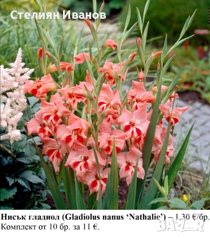 Нисък гладиол (Gladiolus nanus ‘Nathalie’) - грудки
