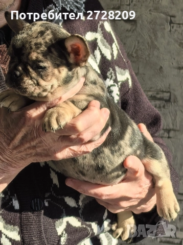 Френски булдог/French Bulldog , снимка 8 - Френски булдог - 52929981