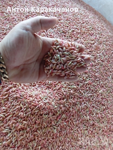 Продавам семе ечемик., снимка 2 - Сортови семена и луковици - 52515929