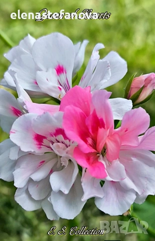 Комплект от 4 сортови мушката , снимка 2 - Стайни растения - 53830038