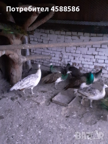 Продавам двойка индийски пауни , снимка 5 - други­ - 51640772