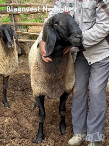 Овен плевенски черноглав, снимка 6 - Овце - 52135634