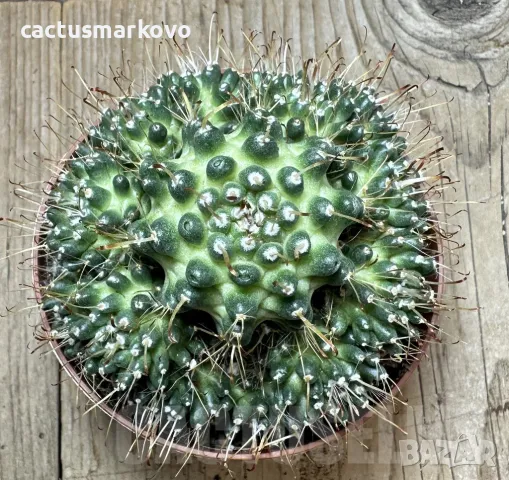 Mammillaria painteri ‘Supernova’, снимка 3 - Стайни растения - 48027387