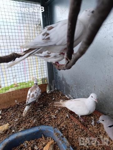 Смеещи се гугутки, снимка 3 - Абсорбатори - 52722561