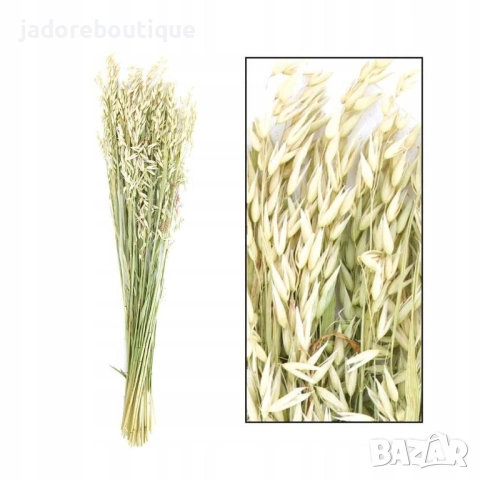 Сноп сушен овес за декорация