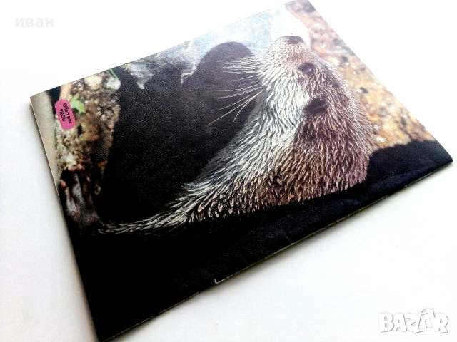 Комикс "Pifou"  №9 , № 10, № 17, снимка 11 - Списания и комикси - 31374575