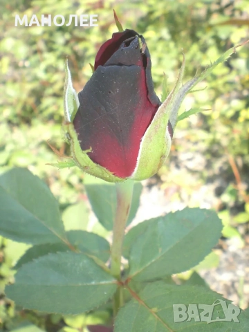 🌹🌹🎁🌹Червена роза без бодли🌹🌹🌹🎁🎁, снимка 3 - Градински цветя и растения - 52839752