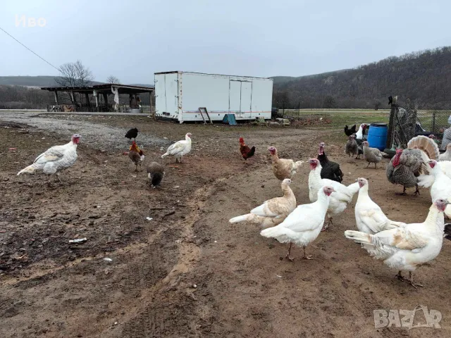 Пуйки, токачки, юрдечки, снимка 4 - други­ - 48497494