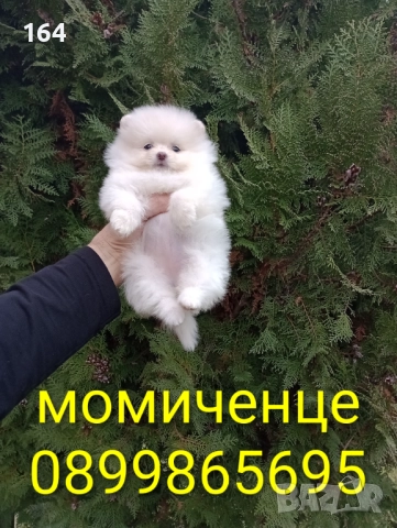 Женски Померани. Реални снимки!, снимка 2 - Померан - 52684790