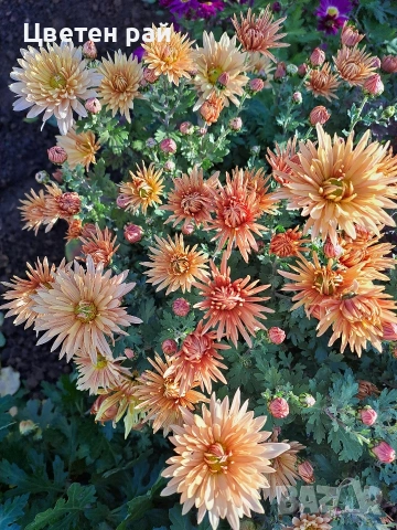 Разсад хризантеми , снимка 10 - Градински цветя и растения - 54010299