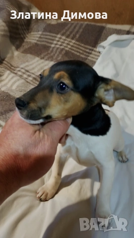 Джак ръсел териер, снимка 9 - Джак ръсел териер - 53458861