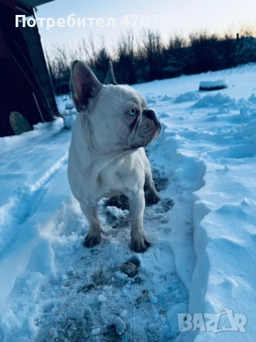 Мъжки френски булдог за разплод 