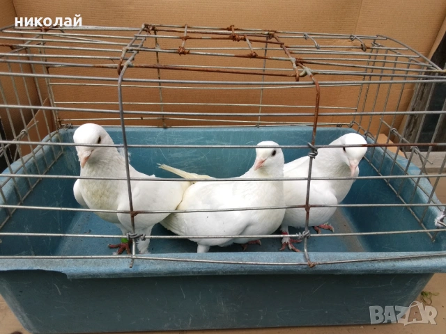 Бели гълъби за сватби, снимка 2 - Гълъби - 54184071