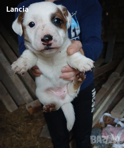 Кученца Джак ръсел, снимка 3 - Джак ръсел териер - 53964427