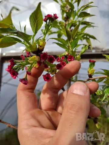 Плачеща японска вишна kiku shidare zakura, снимка 3 - Градински цветя и растения - 44195869