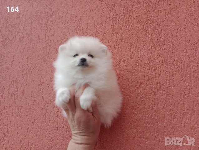 Померан. Реални снимки от 01.02.26 г. , снимка 3 - Померан - 53307052