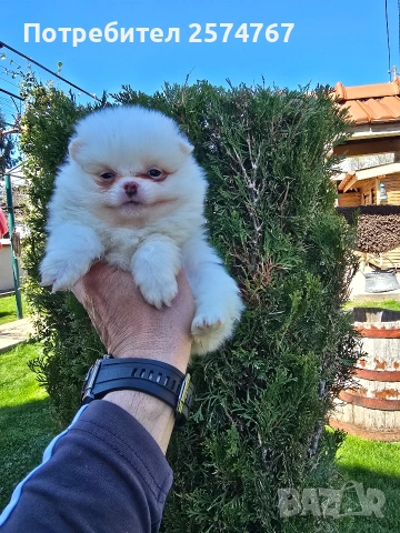 Померани , снимка 9 - Померан - 54097931