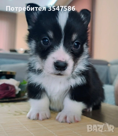 Кученца Уелско корги пембрук – приемат се резервации