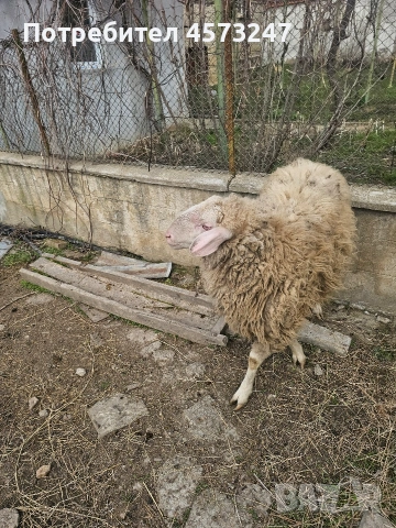 овен, снимка 4 - Овце - 53769300