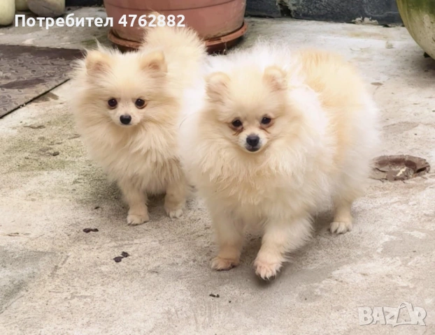 Свободни момичета, снимка 8 - Померан - 53809668