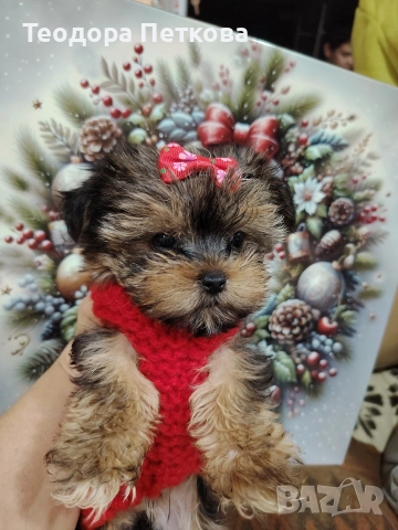 мини йоркширски териер момиче , снимка 10 - Йоркширски териер - 52749209