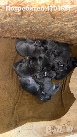 Бебета Кане Корсо