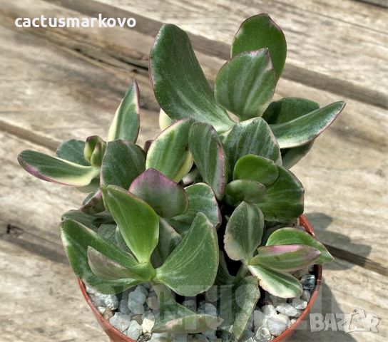 Crassula ovata f. variegata, снимка 2 - Стайни растения - 46081863