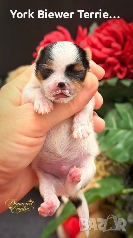 Йоркширски Териер! Пухкави приятели за деца и възрастни, снимка 2 - Йоркширски териер - 53464120