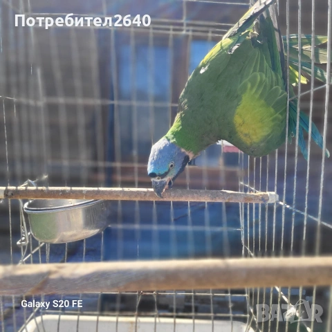 Китайски Александър(Psittacula derbiana), снимка 4 - Папагали - 54227096