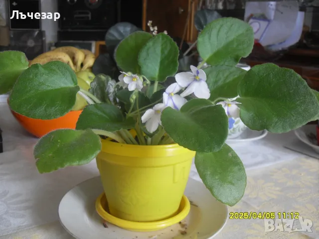 Продавам теменужка, снимка 6 - Градински цветя и растения - 49780075