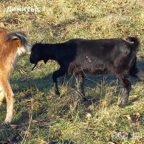 женско яре, снимка 2 - Кози - 52790420