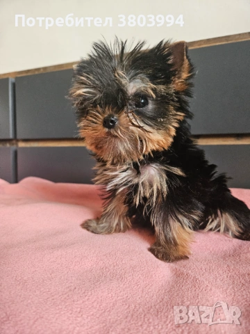 Мини Принцеса от родословни родители. , снимка 6 - Йоркширски териер - 53683061