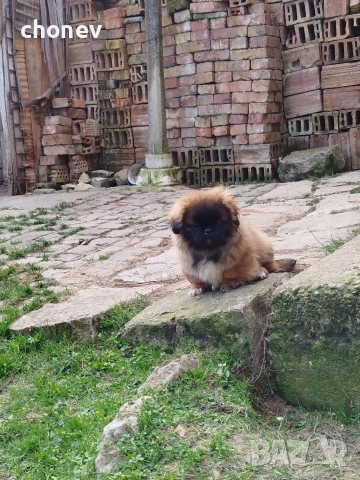 пекинез бебета малки, снимка 5 - Пекинез - 52072180